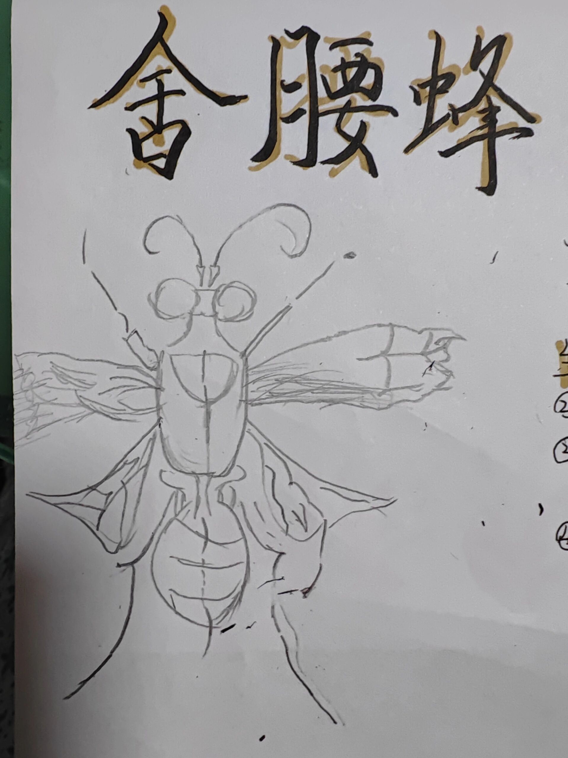 昆虫记昆虫档案一一舍腰蜂