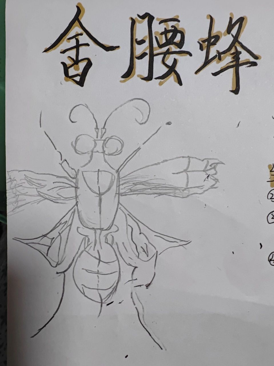 昆虫记昆虫档案一一舍腰蜂 快来抄作业