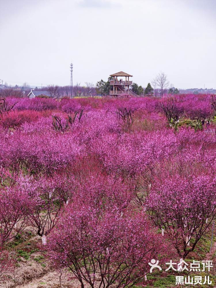 溧水梅花山简介图片