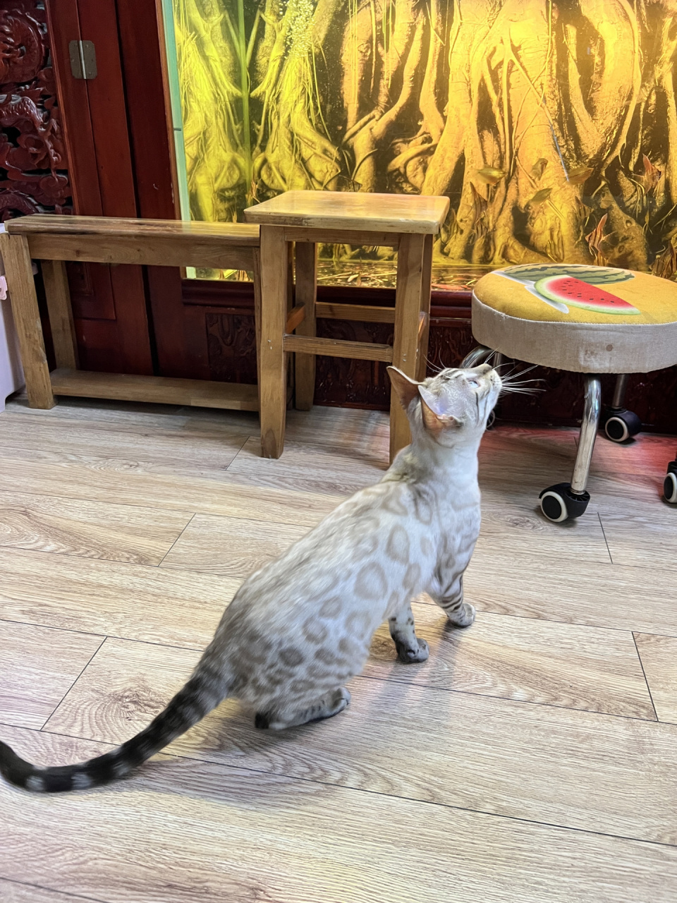 特价一只孟加拉豹猫雪豹 已售!已售!已售!