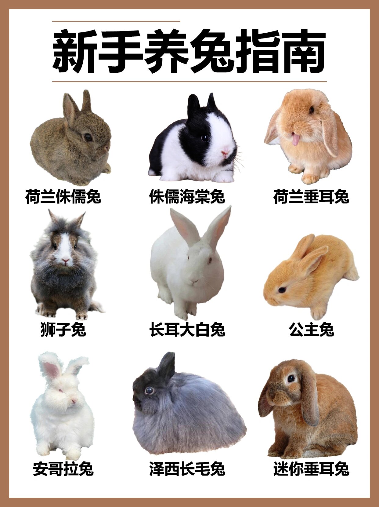 荷兰侏儒兔 大眼睛,又小又圆的耳朵