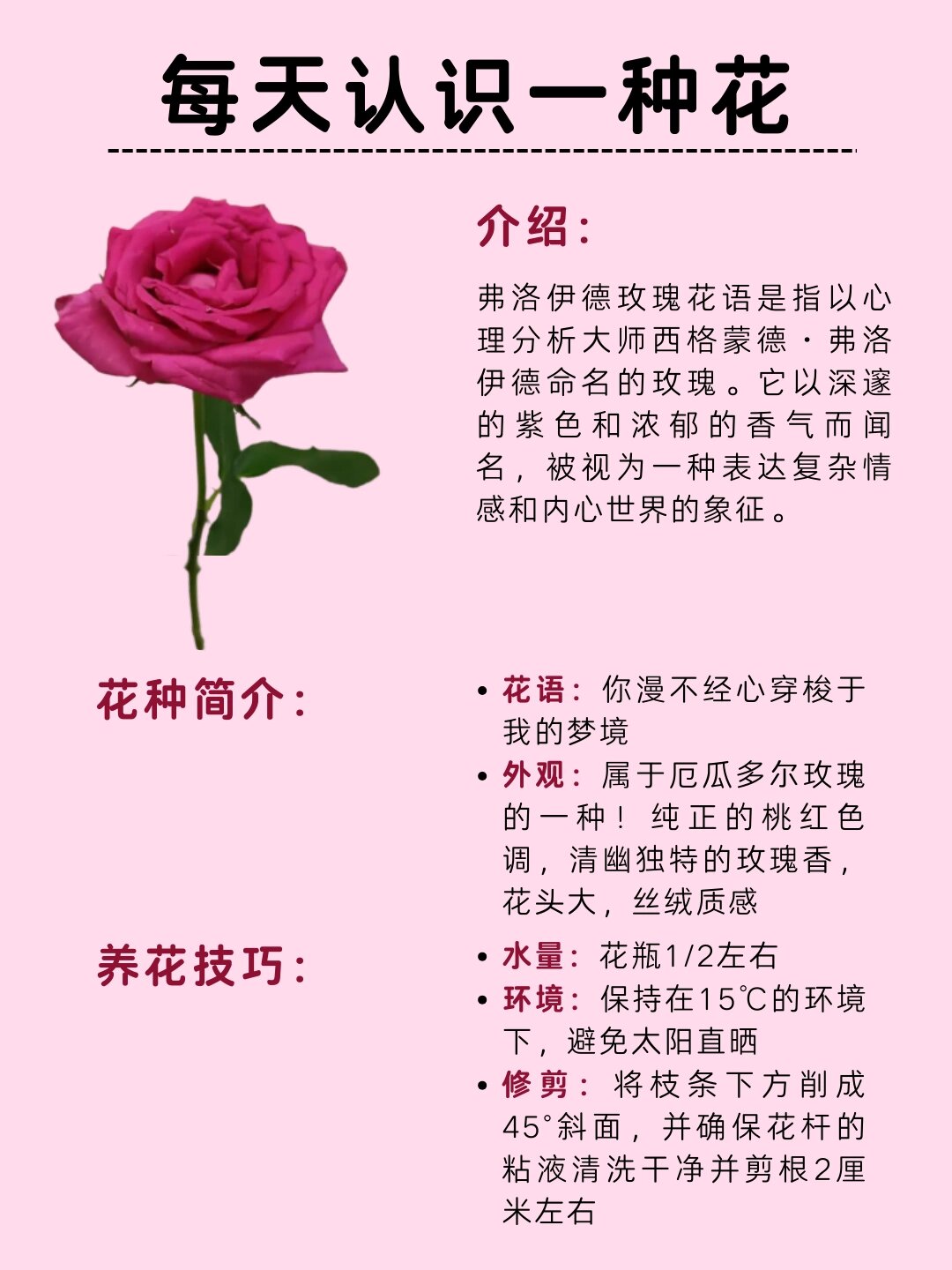 玫瑰花的外形介绍图片