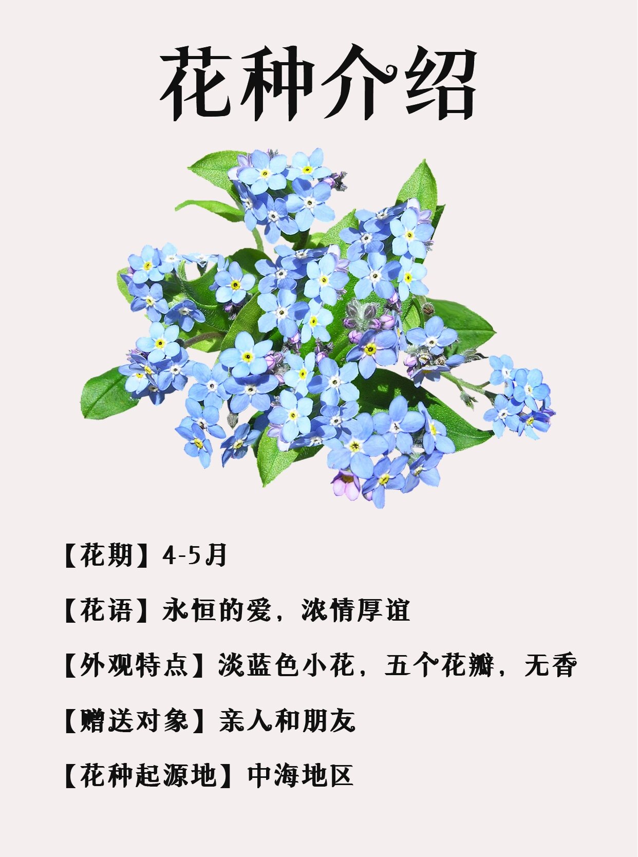 每天认识一种花 | 勿忘我94