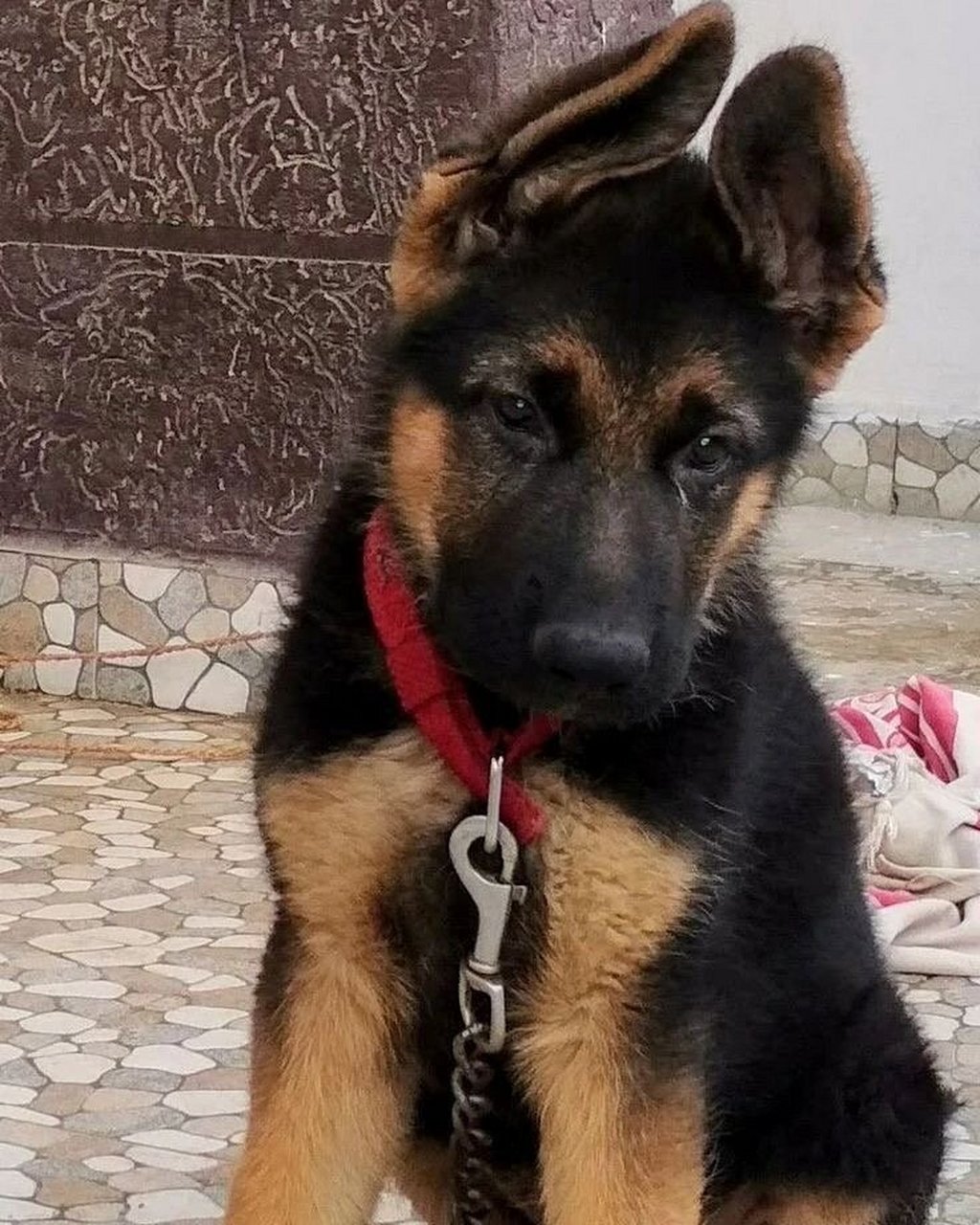 购买一只德国牧羊犬的价格因多种因素而异购买一只德国牧羊犬的价格