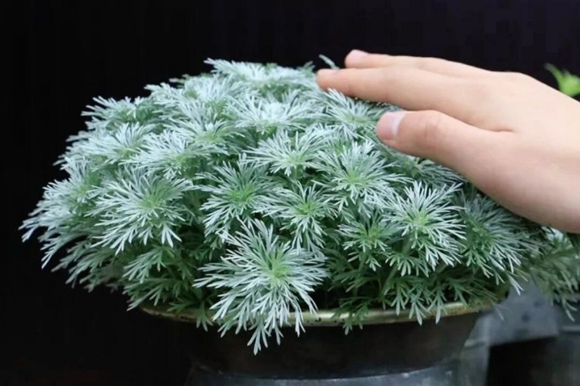 花境|盘点花境中的银灰调植物 朝雾草  主要欣赏其