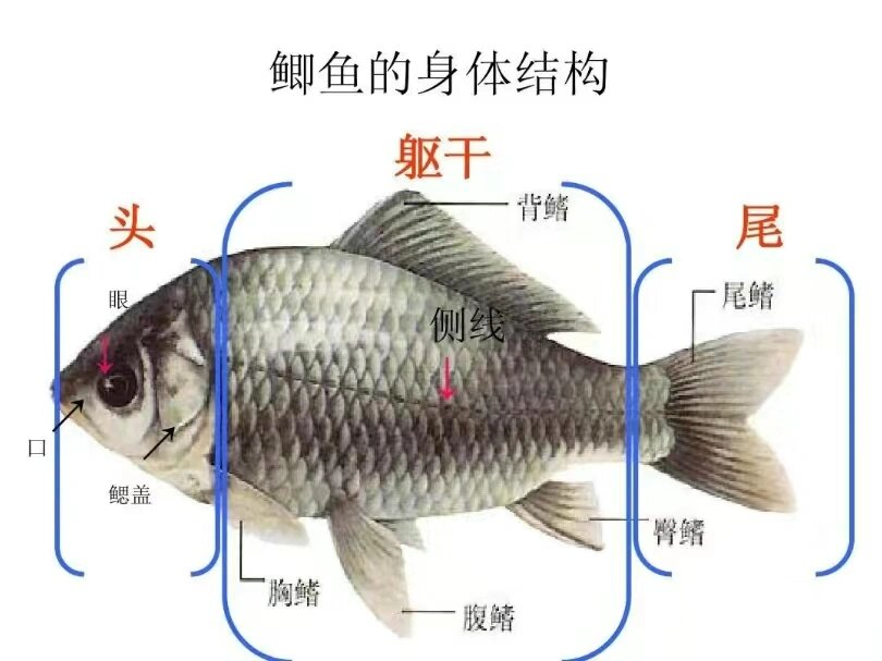 鱼结构 素材图片