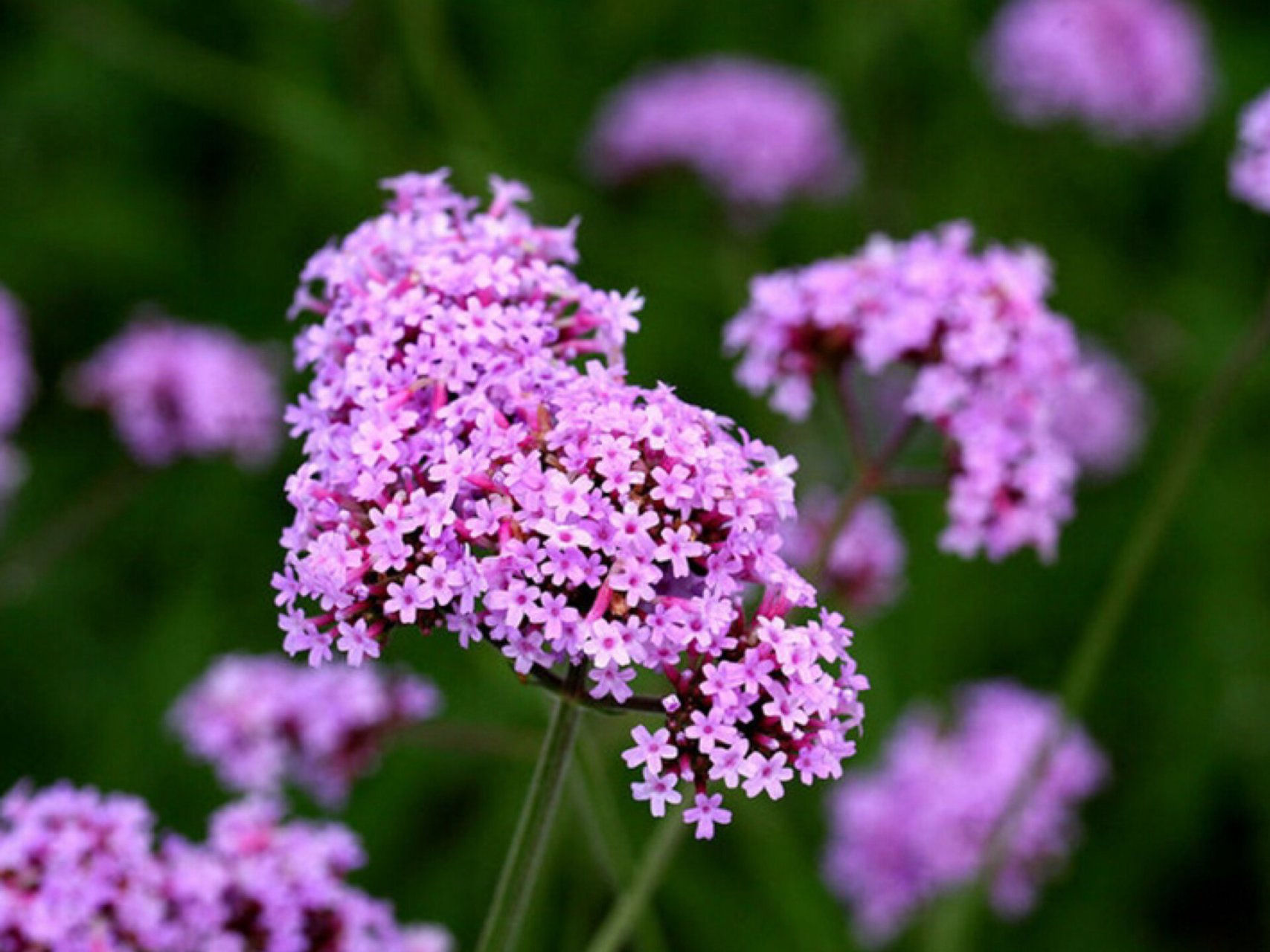 每日一花|柳叶马鞭草 柳叶马鞭草:马鞭草科,马鞭草属植物.