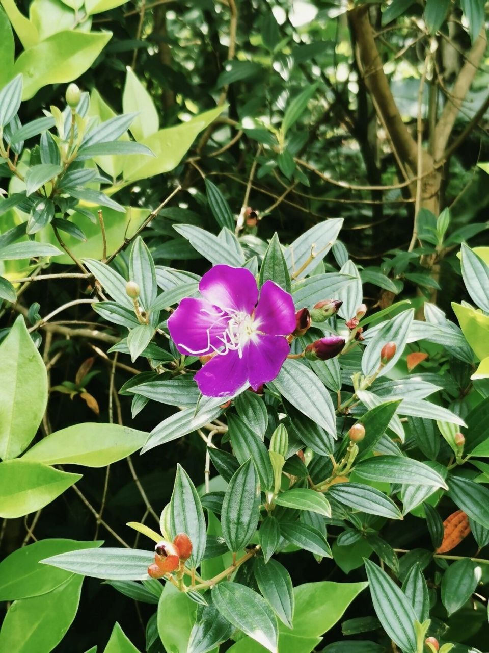 紫花野牡丹图片