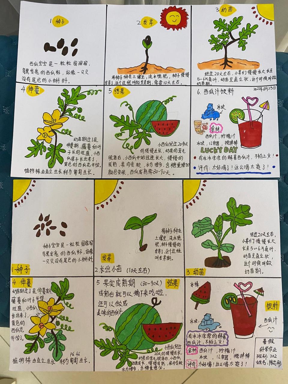 西瓜苗简笔画植物图片