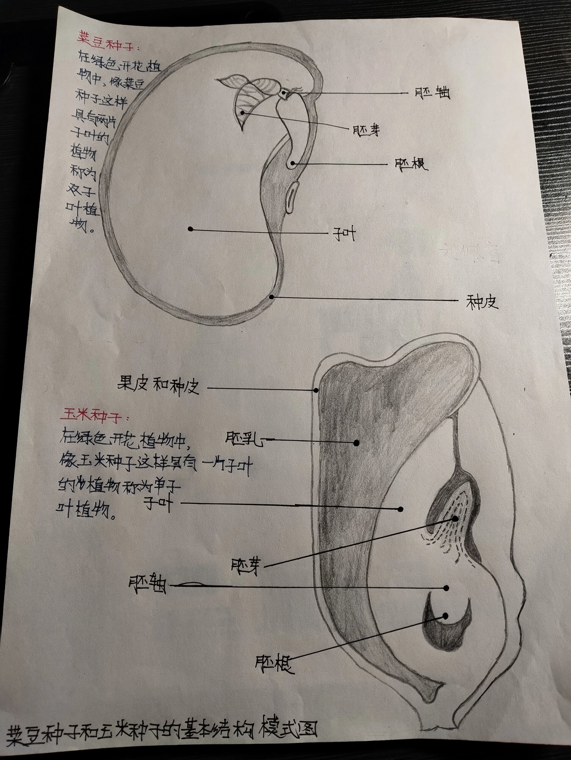 菜豆种子和玉米种子的基本结构模式图