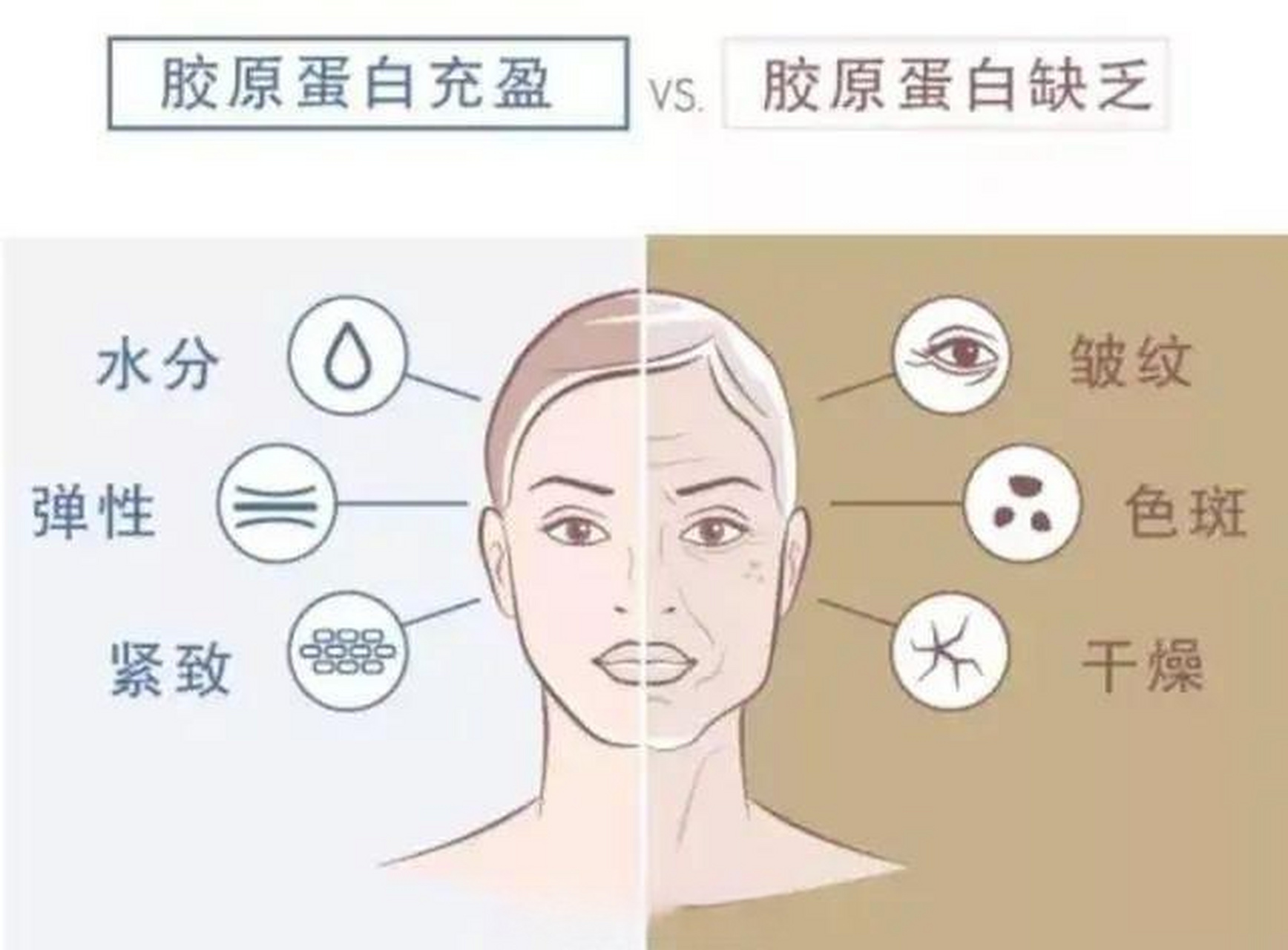 皮肤中的胶原蛋白随着年龄增大,会逐渐老化,流失,导致支撑皮肤的胶 