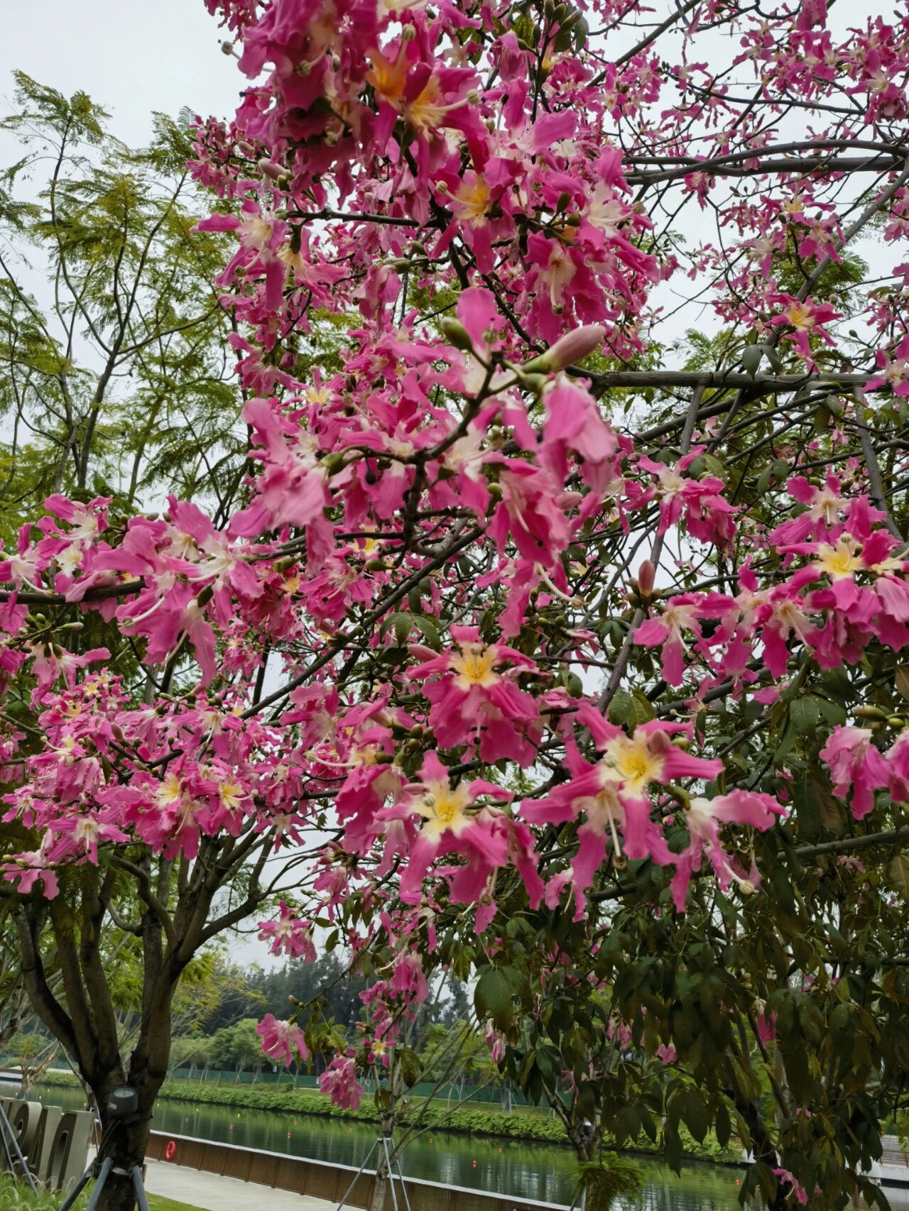 樱花木棉与大腹木棉图片