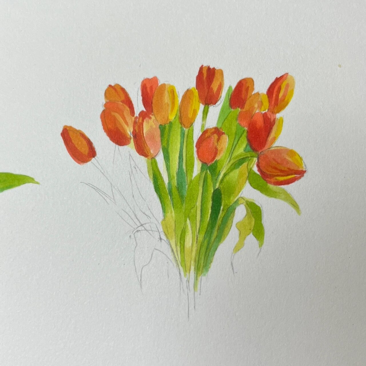 马克笔花系列|郁金香教程 今天认真画了一束郁金香 从我打了铅笔稿