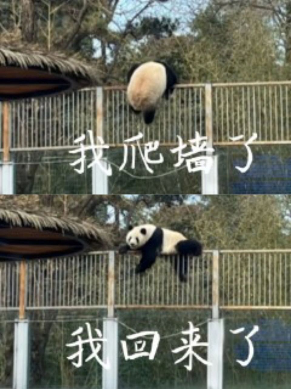 太喜欢这个表情包了 哈哈哈哈萌兰的经典越狱表情包