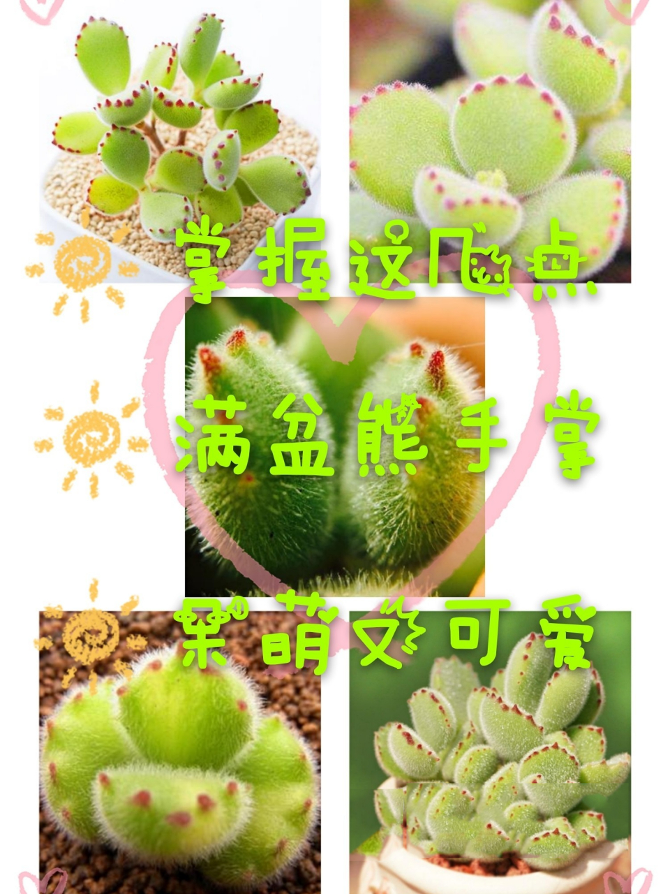 养熊童子掌握几个要点91满盆"熊手掌" 多肉一直都是大家比较喜欢的