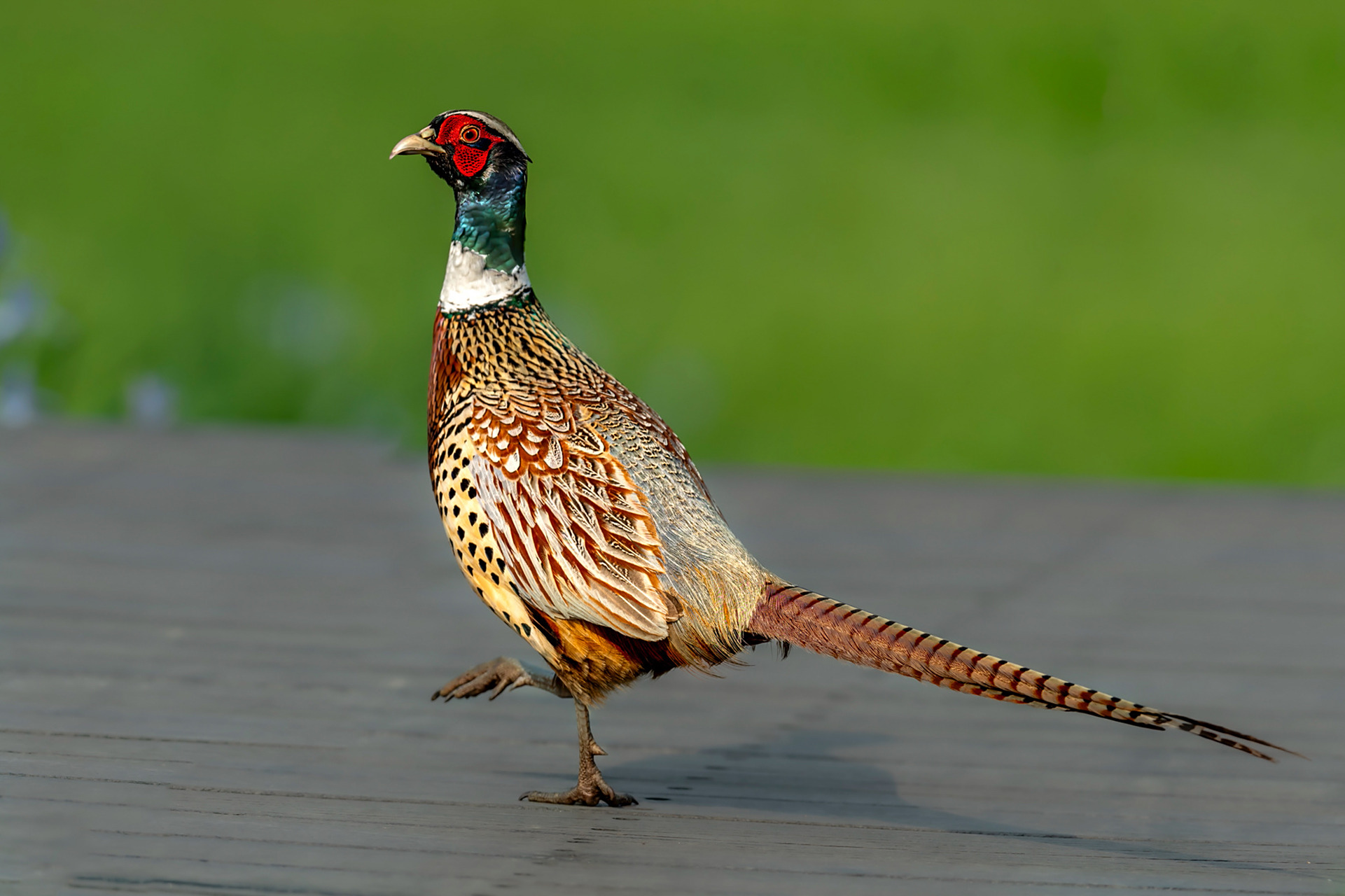 环颈雉 别名野鸡,山鸡 拍摄地点:哈尔滨 图1一图8为雄鸟,图9为雌鸟.