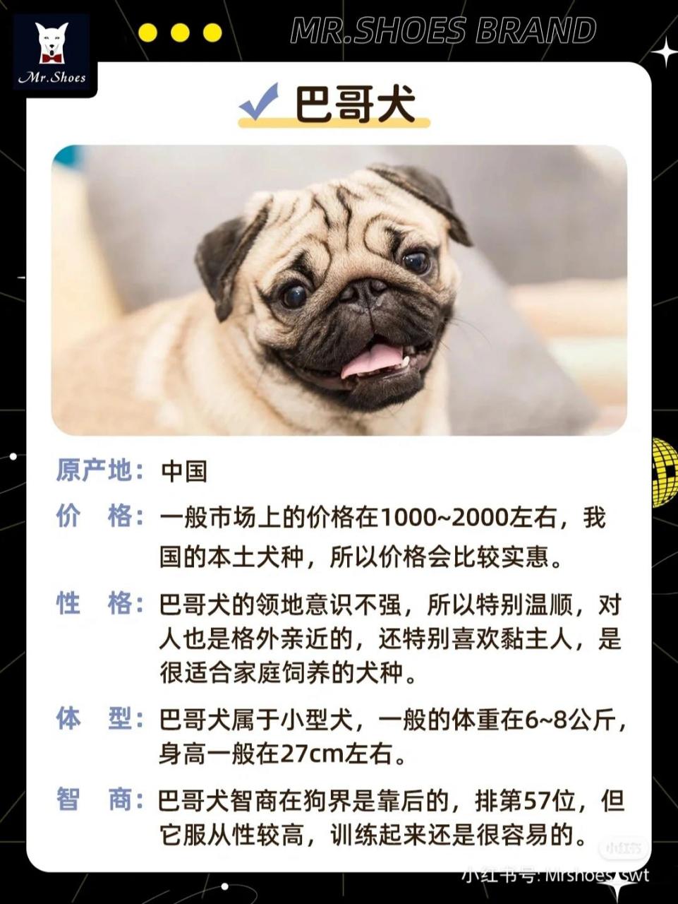 巴哥犬价格图片