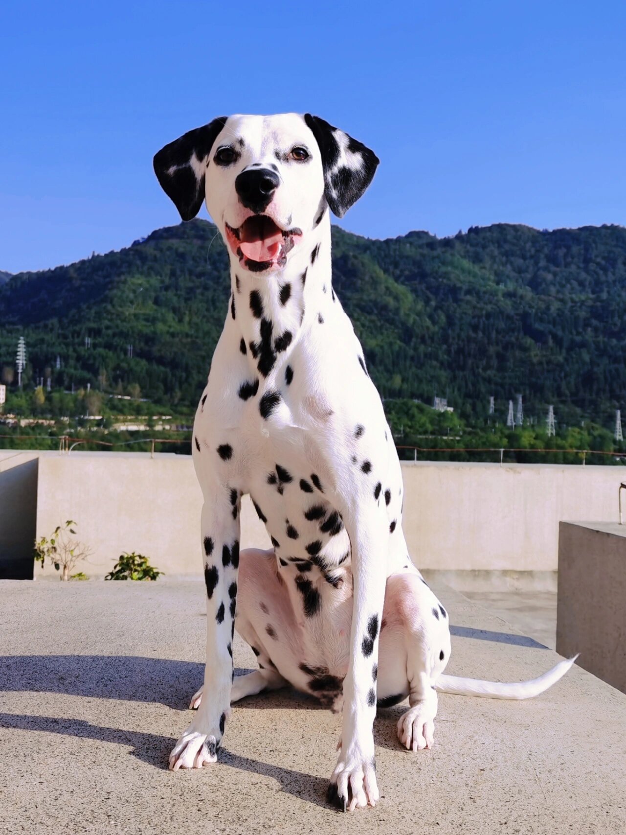 大麦町犬 斑点狗