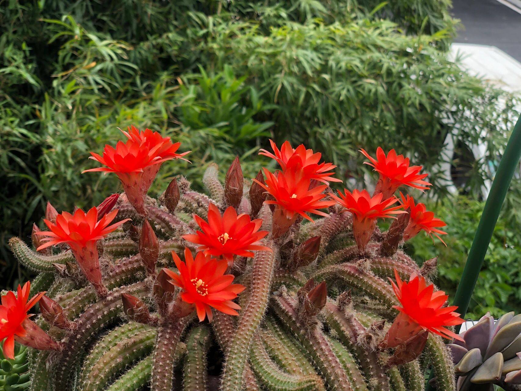 多肉白檀开花了,我通常管它叫毛毛虫