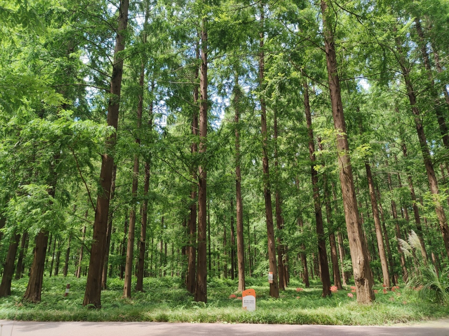盐城旅游攻略——黄海森林公园 江苏黄海海滨国家森林公园位于江苏省