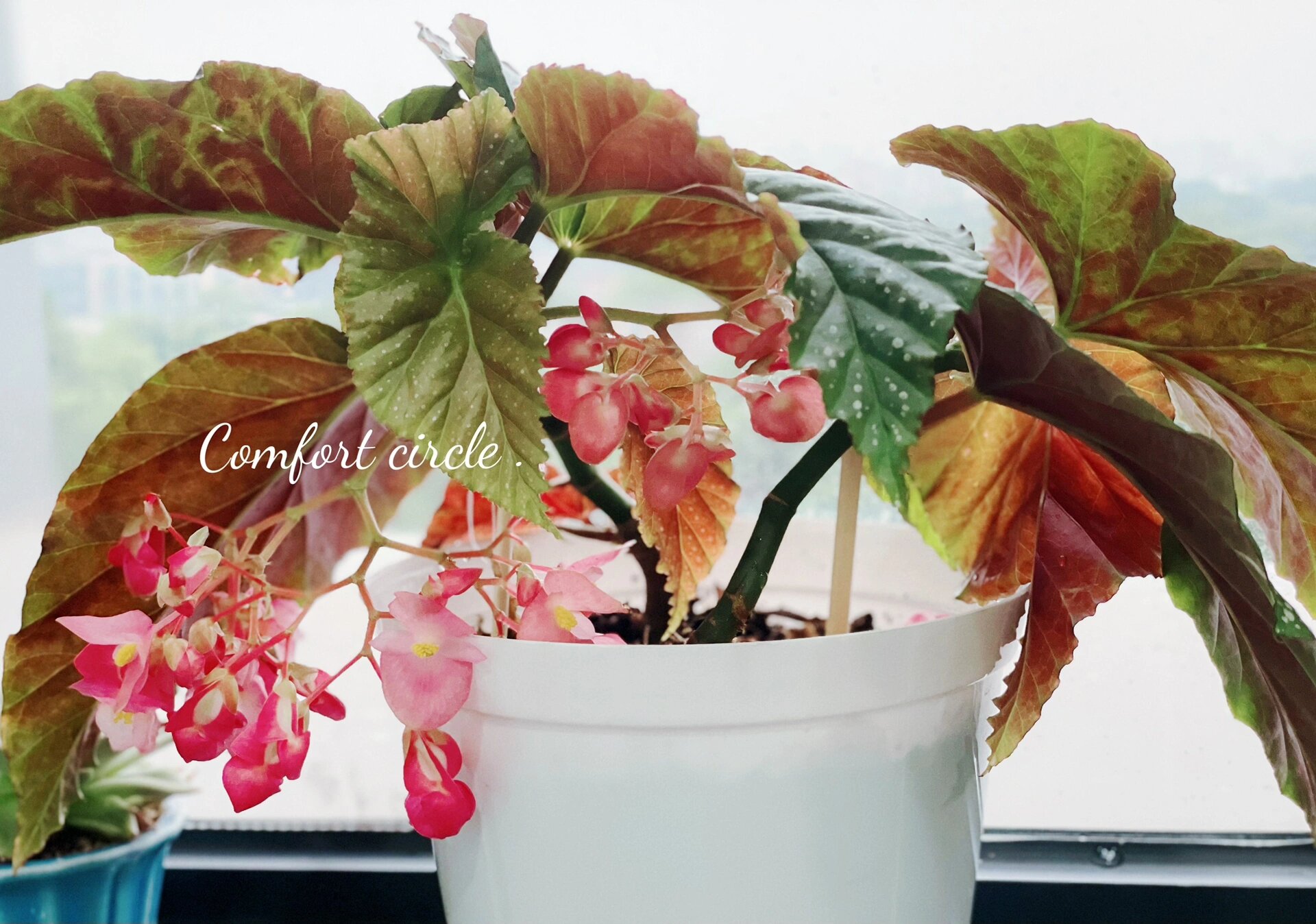 竹节海棠——默默浇灌,静待花开 春节时休假二十多天,原本泡在花瓶里