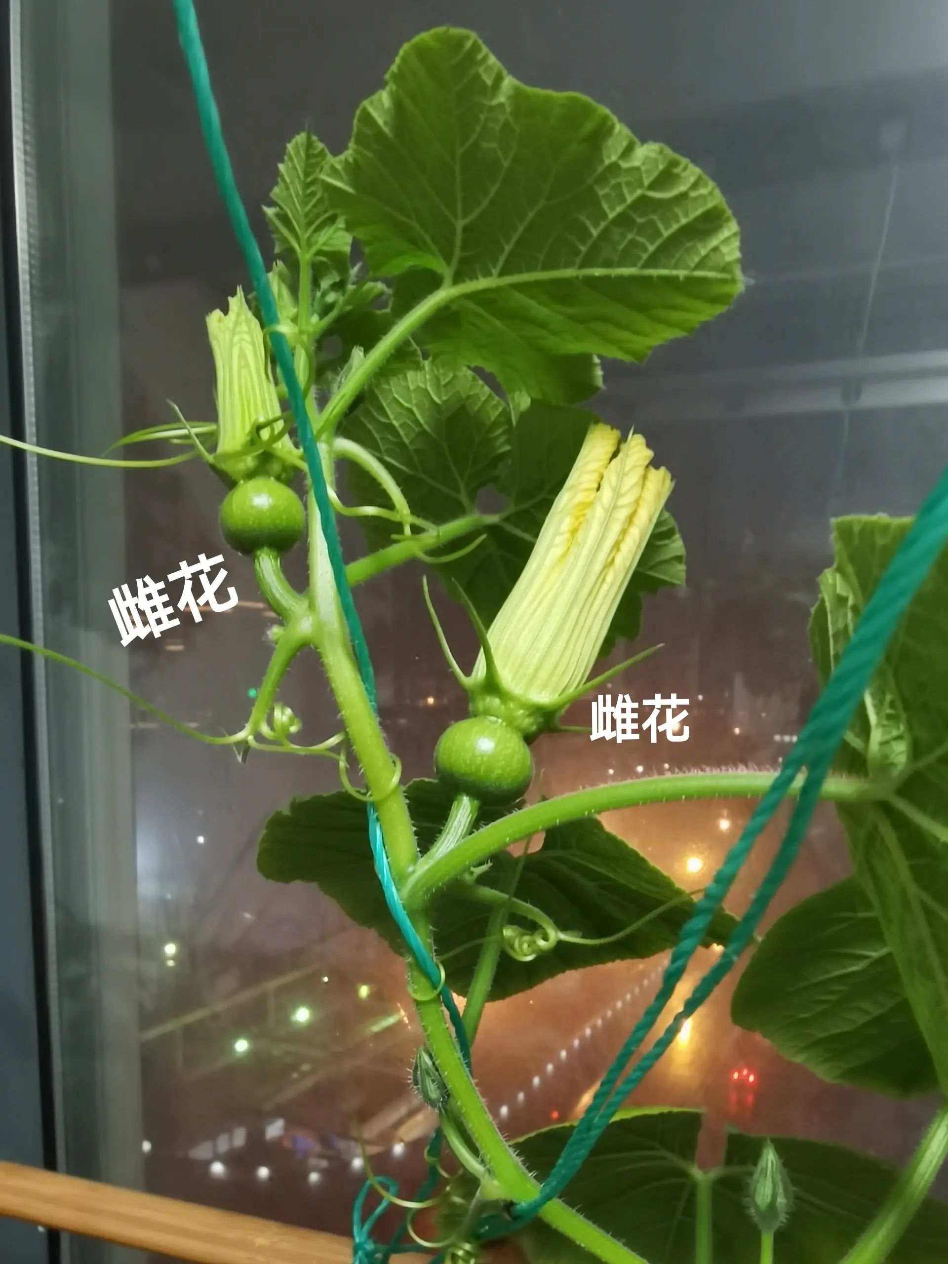 教你一眼识别南瓜的雌花和雄花