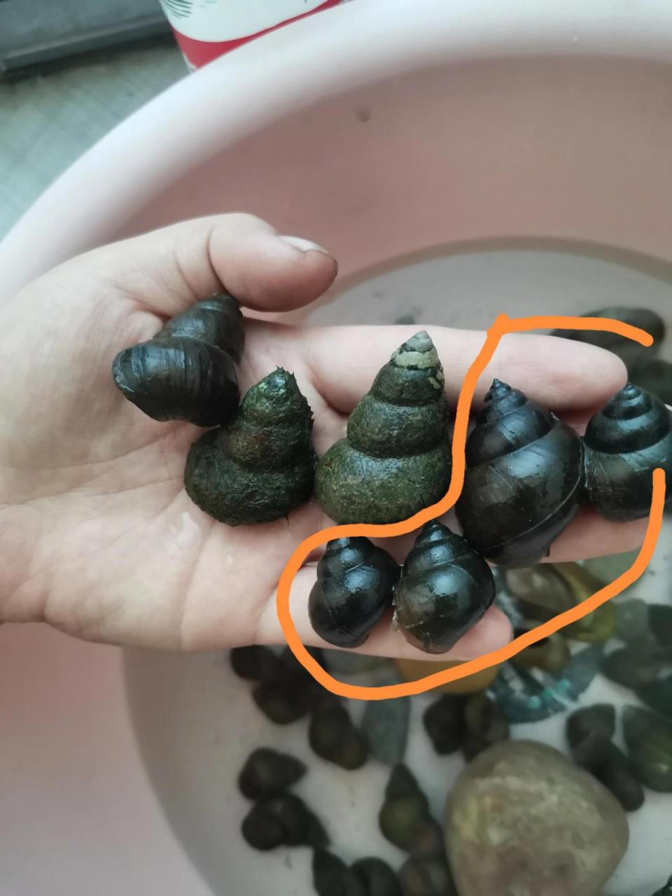 为了吃 终于区分了田螺和石螺的区别 左面石螺 右面田螺 图二田螺 图