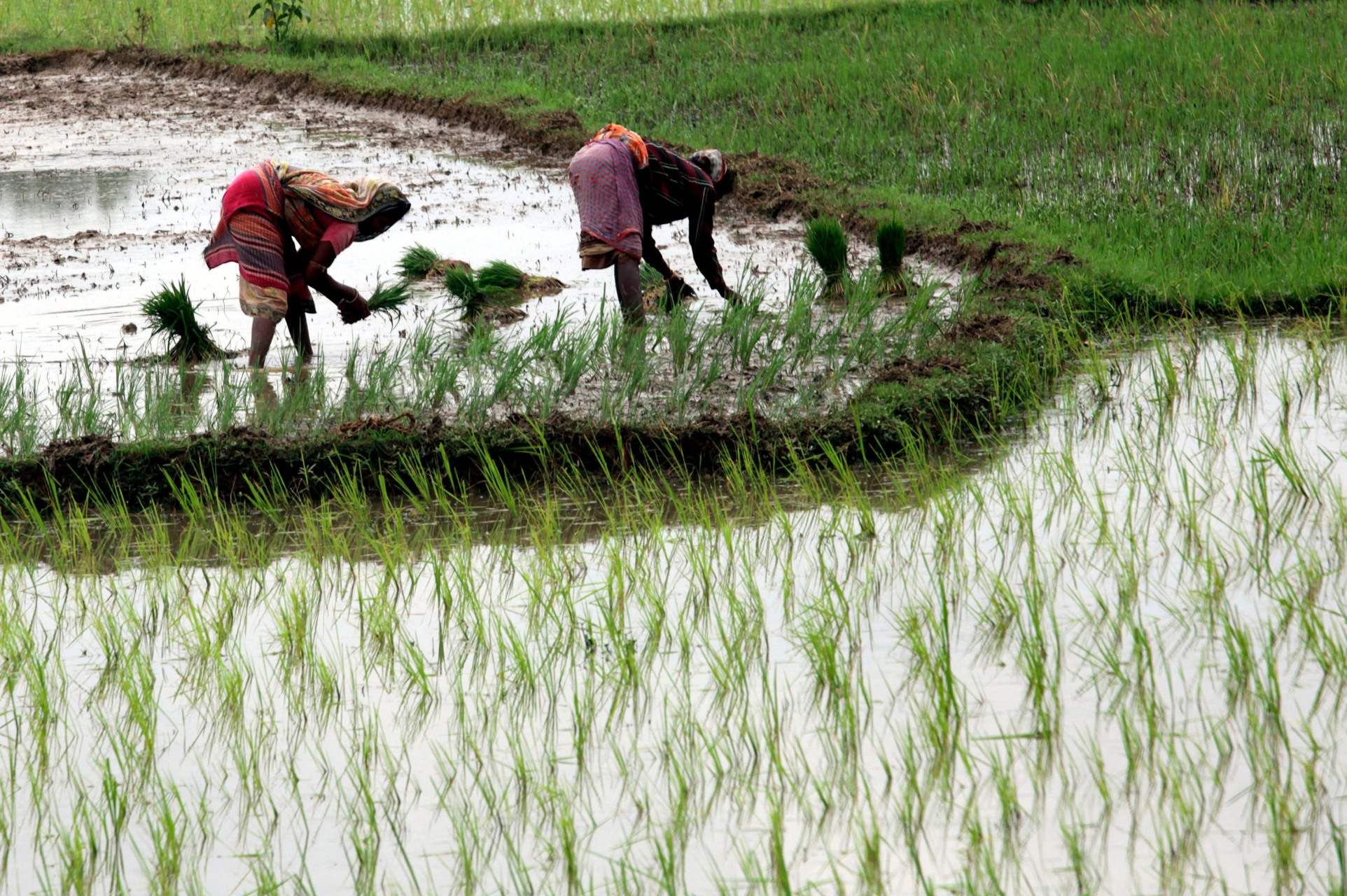 农业部的数据显示,截至5日,今年印度水稻种植面积为2743万公顷,而