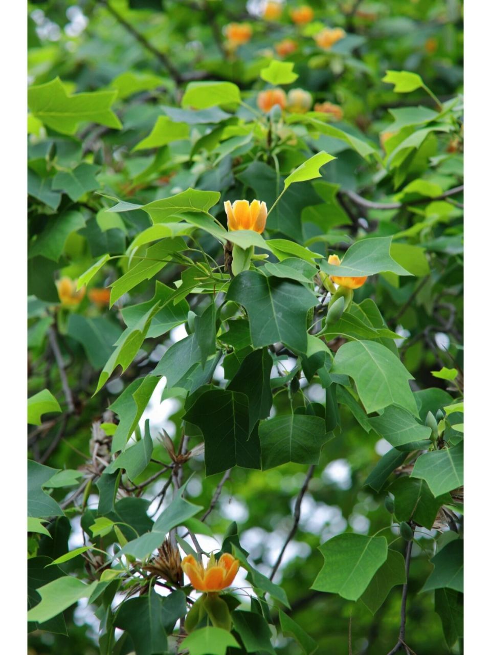 鹅掌楸开花图片图片