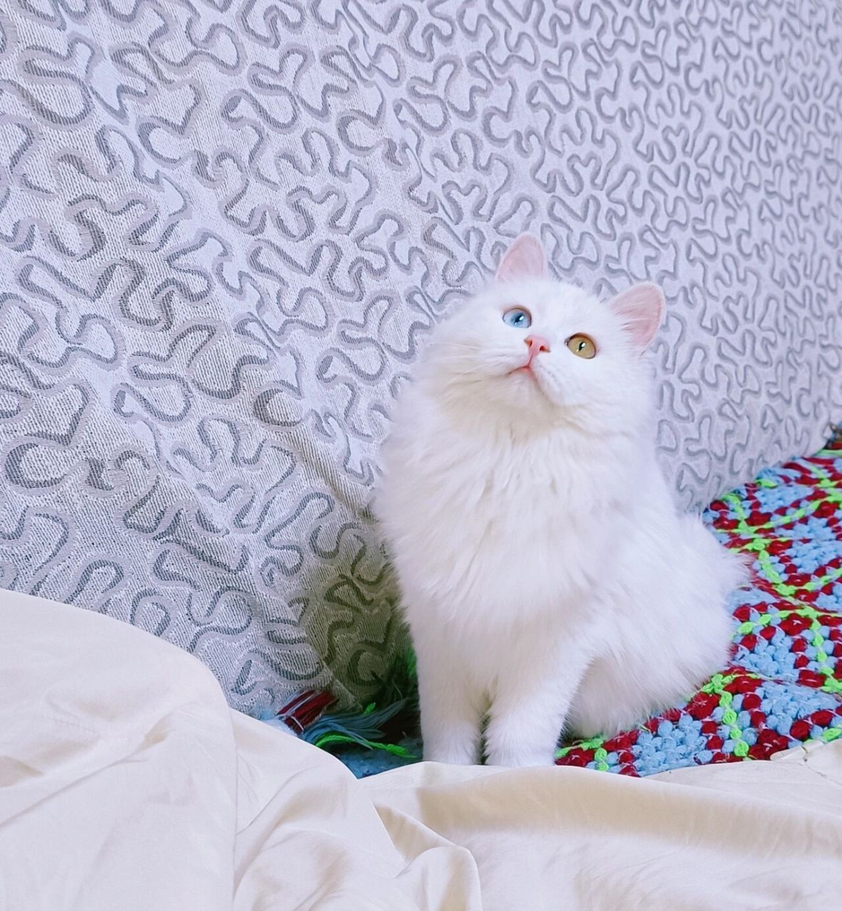 异瞳狮子猫,蹲家长 头顶带点灰哈,慢蹲个家长～ 妹妹,四个月,超级可爱