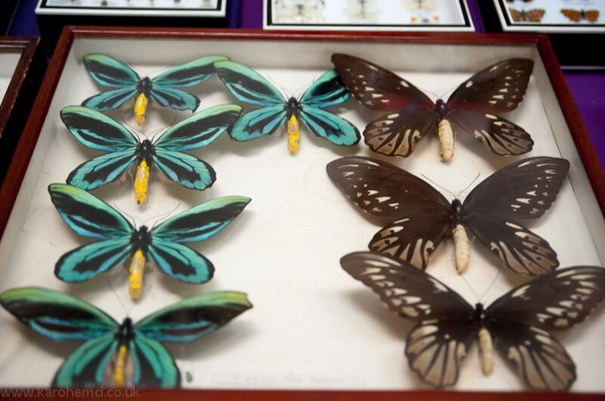 最大的凤蝶——亚历山大鸟翼蝶 雌性亚历山大女皇鸟翼凤蝶较雄蝶大