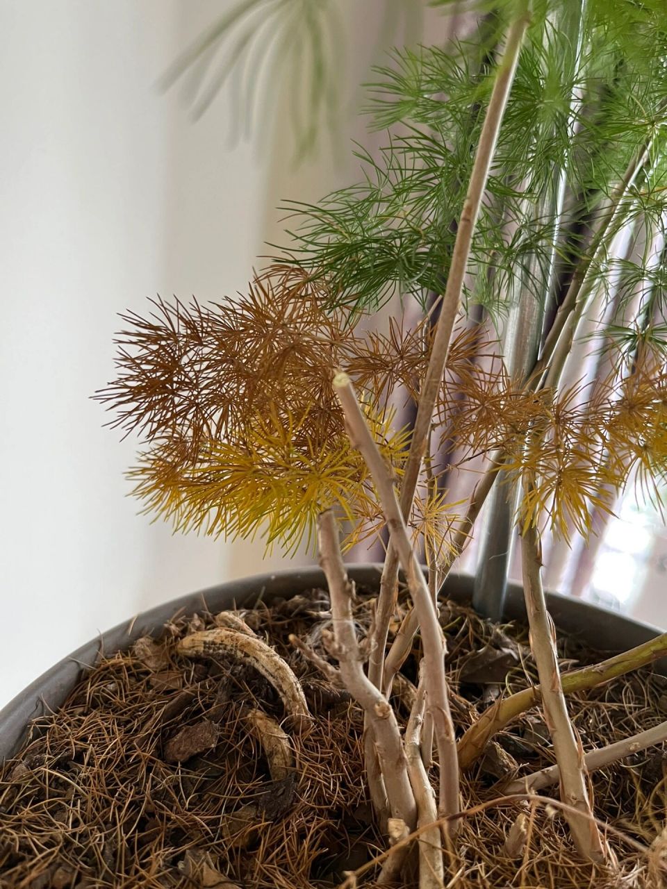 蓬莱松到底要怎么修剪呀 养了5年 越长越高越没型了 今天剪了点枝条