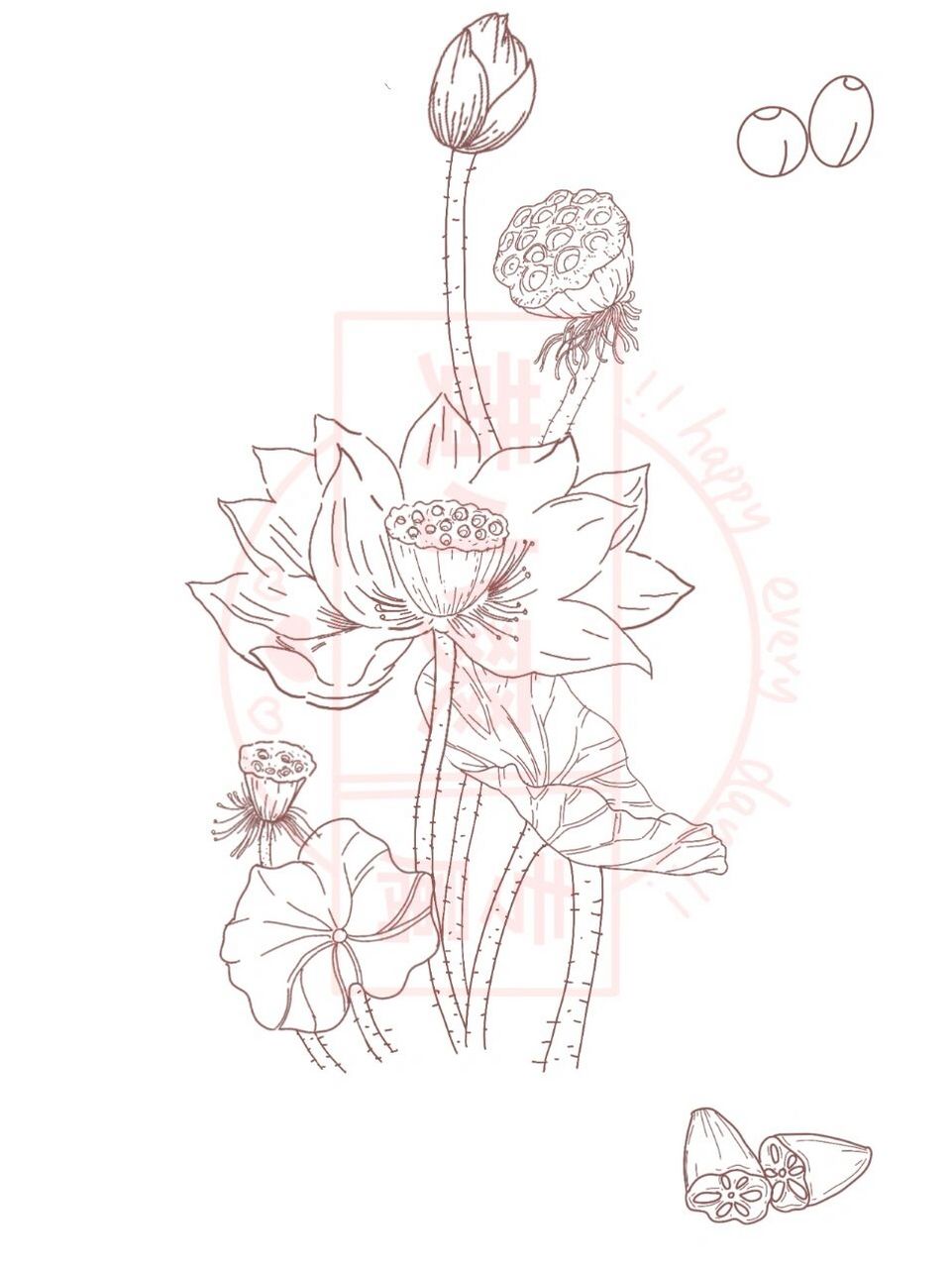 手绘原创科普插画|荷花 荷花   英文名称:lotus flower属毛茛目,莲科