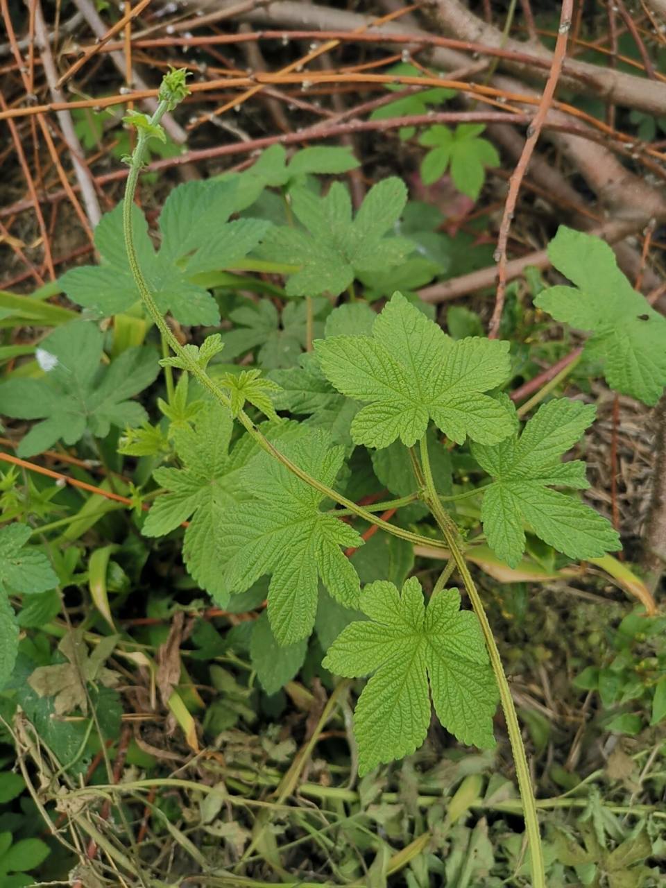 【葎草】是一种招人讨厌的草 葎草,别名拉拉秧,很容易拉伤人的皮肤