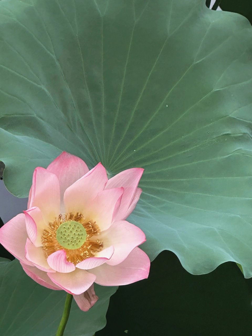 江门鹤山 |古劳水乡荷花世界 03佛前莲花开三朵 春来杨柳摘几支