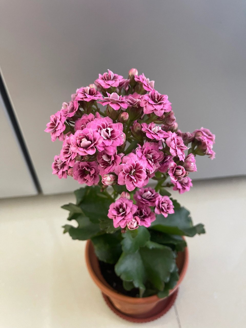 长寿花-爱默生 粉复色猫眼大花 很好看