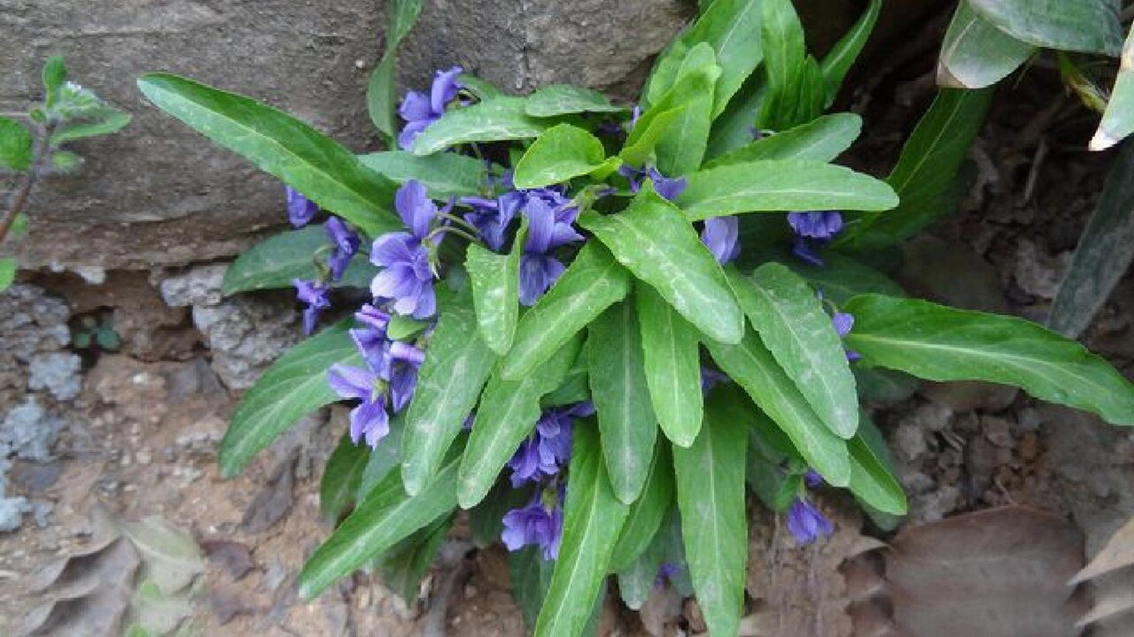 每天认识一个植物 紫花地丁与早开堇草的区别 1,株形:紫花地丁株高为4