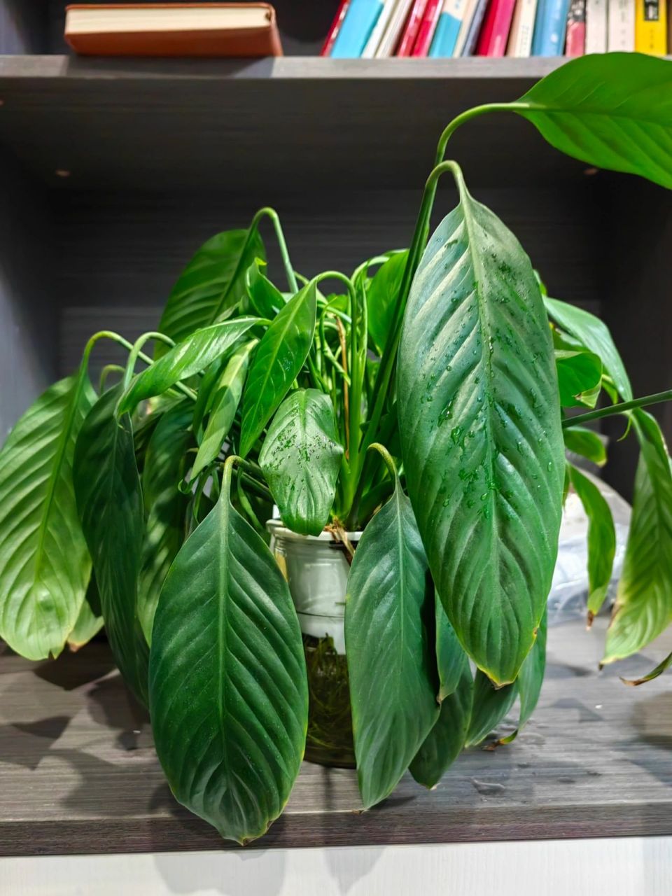 白掌叶子下垂耷拉着叶子咋整?