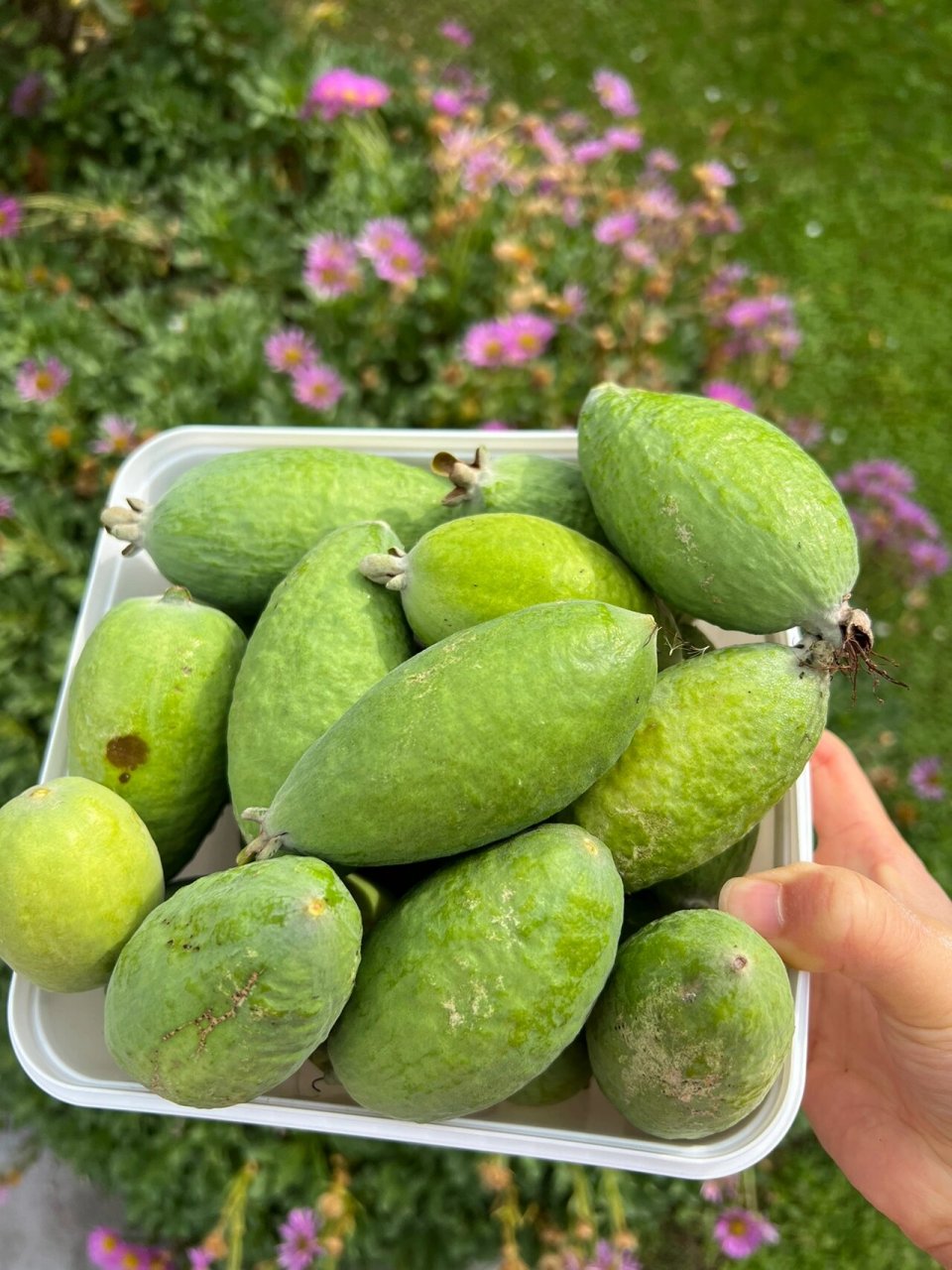 新西兰斐济果feijoa 以前都是等斐济果落地再捡,但是这样有些果子会摔