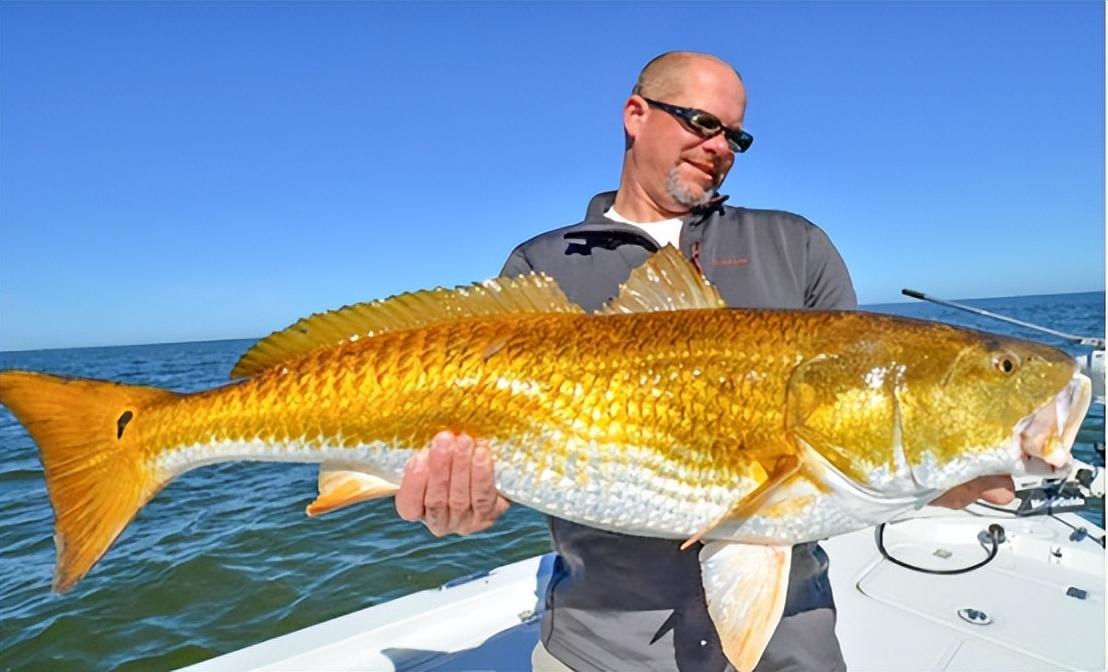 1991年,我国从美国引进了一种好吃又会叫的鱼,养殖