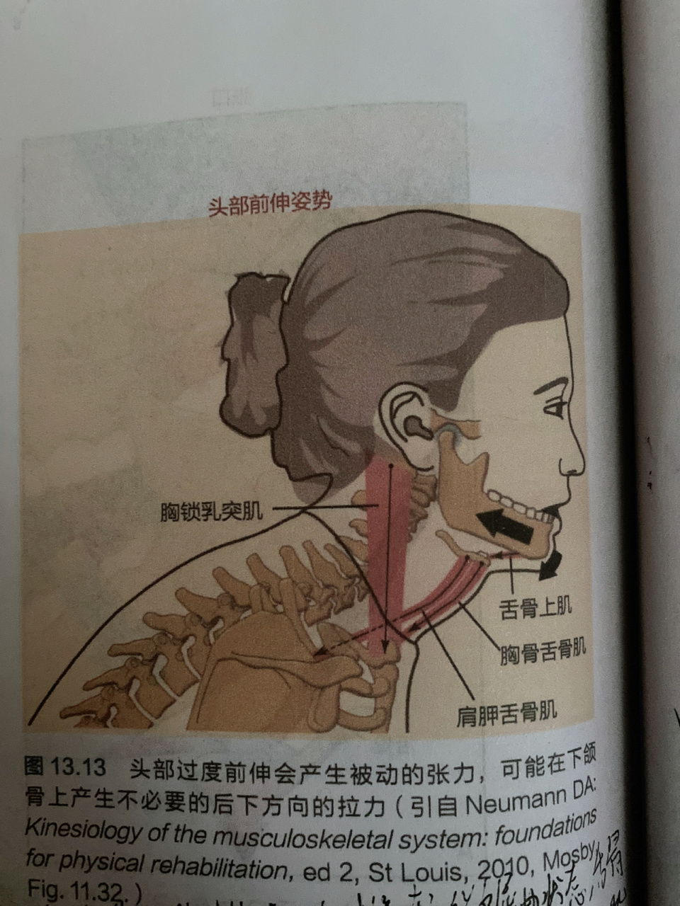 收缩,将舌骨向后且向下拉,这个作用力通过舌骨上肌群传递到下颌骨之上