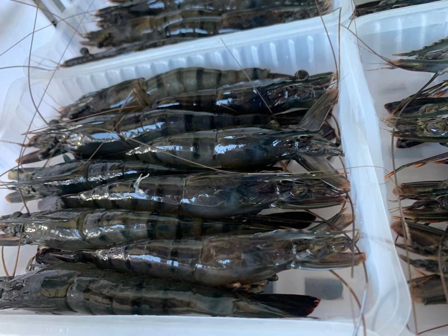 海捕大黑节虾,大家也叫它黑虎虾,煮完颜色非常的红艳肉质也是q弹,东山