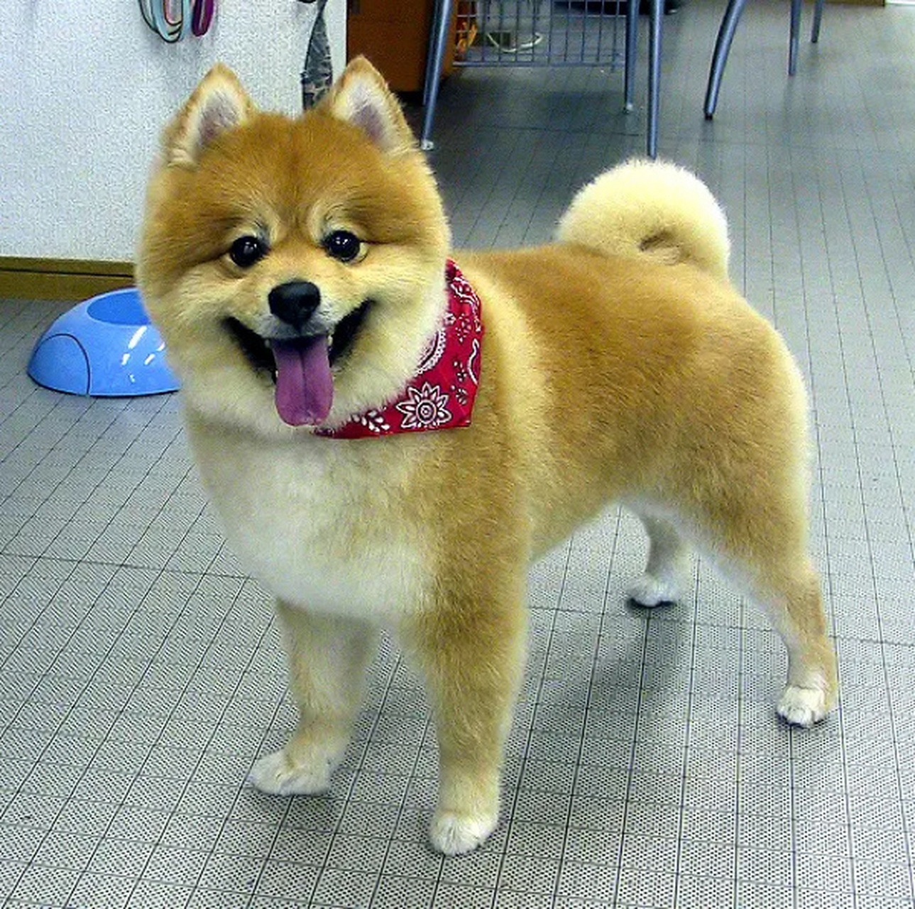 第一次见到柴犬和博美的串串 这么可爱 真是想像不到柴犬和博美的宝宝