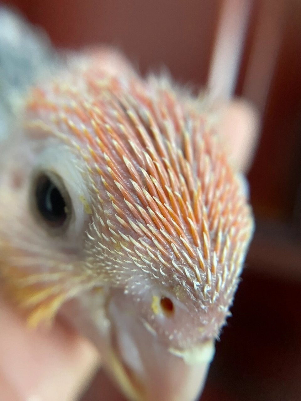 尾脂腺(图二) | 为什么你的鸟养那么差 尾脂腺的分泌物主要是一种能被