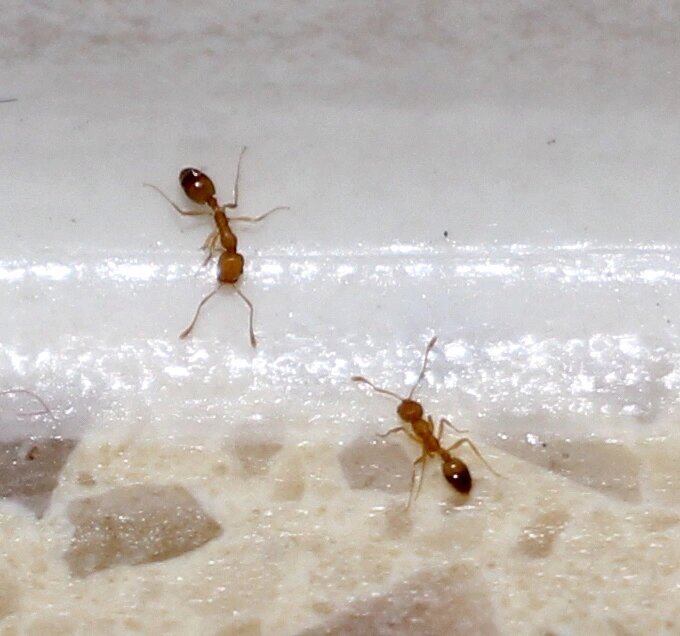 高层楼经常家里发现红蚂蚁(小黄家蚁)