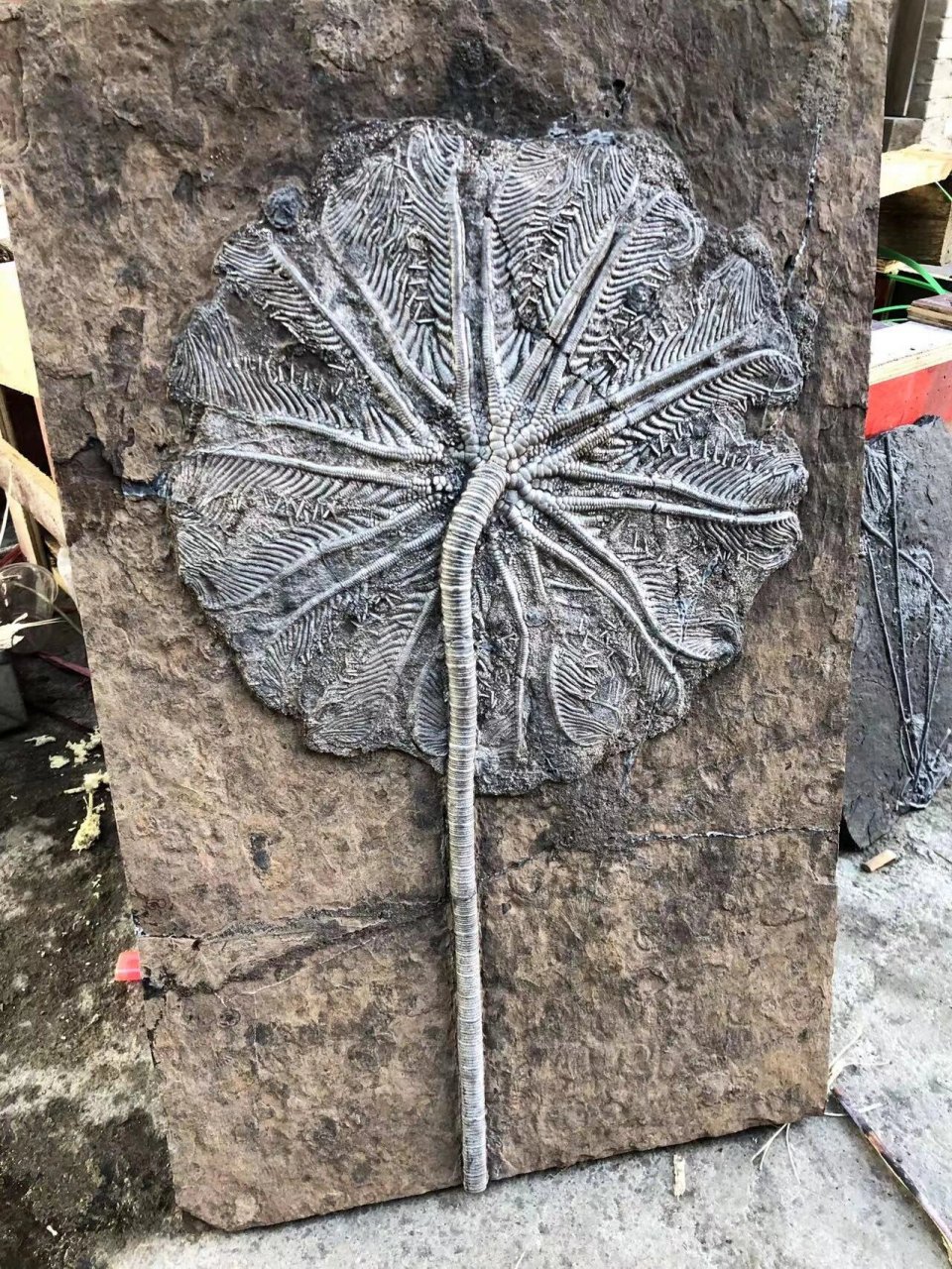 贵州关岭创孔海百合化石 贵州关岭创孔海百合化石,距今2亿年前的