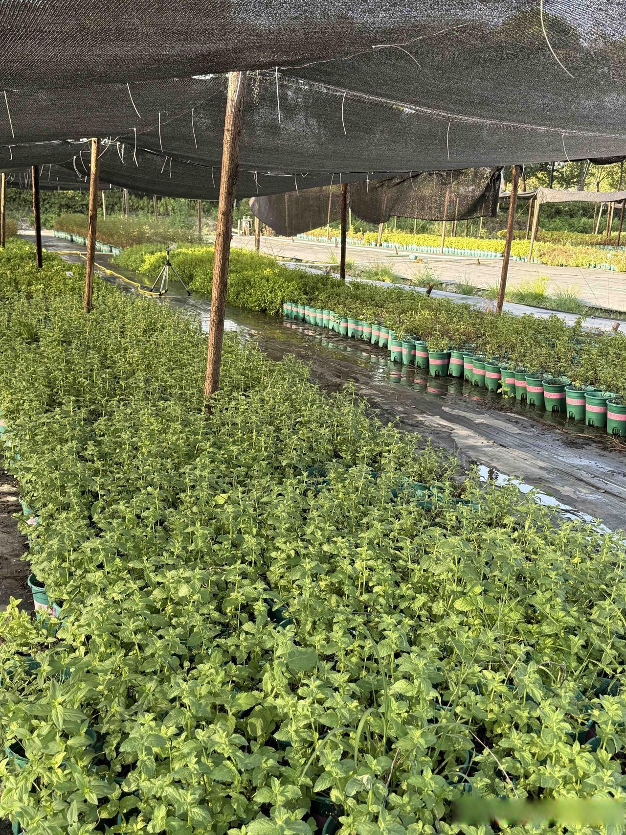 喷灌系统持续发挥作用,目前各种香草,香料,药食植物,食用花卉长势良好
