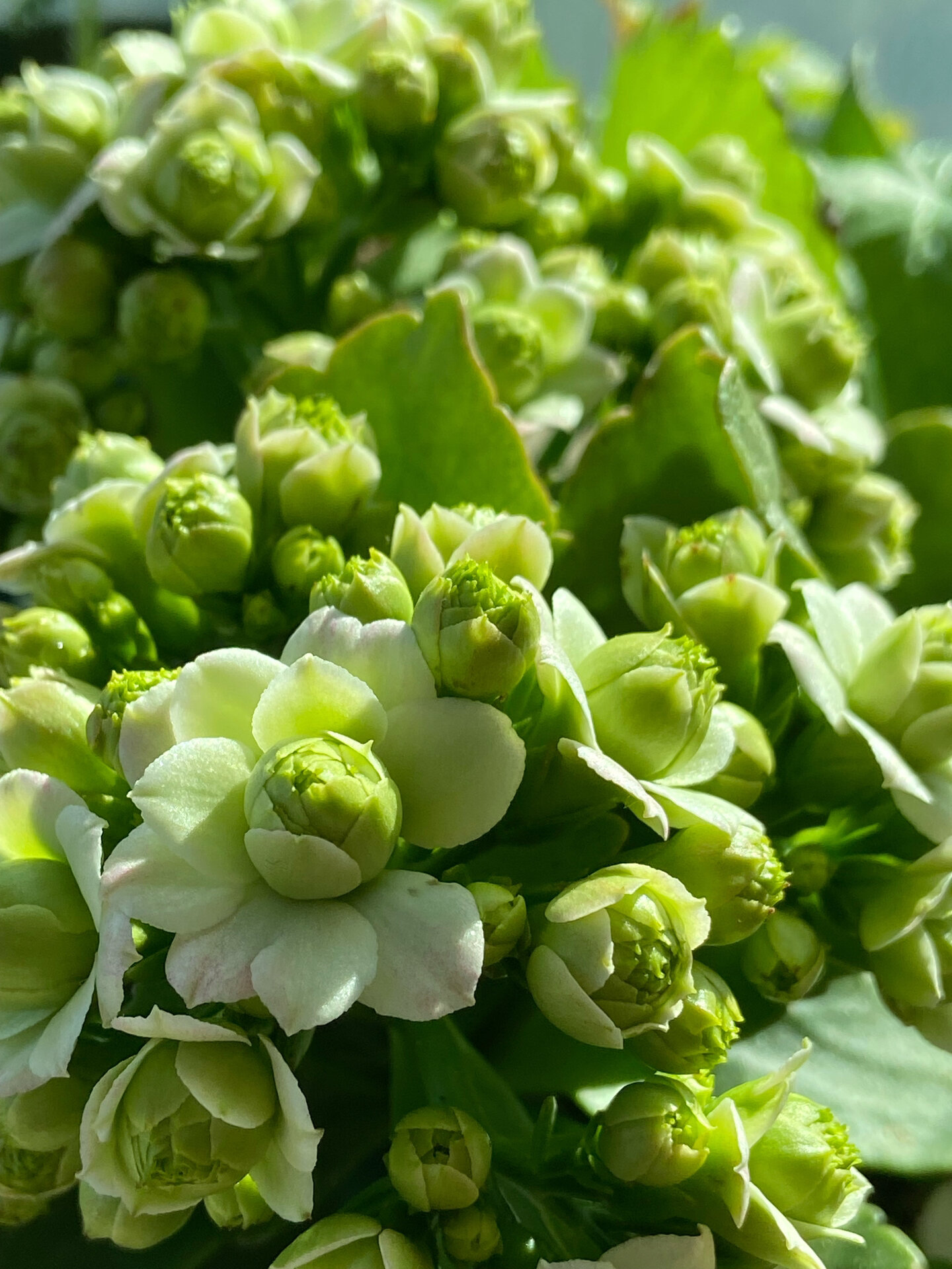 长寿花 绿巴黎 同样带着花苞到家的变色龙早就开花了,绿巴黎过了一个