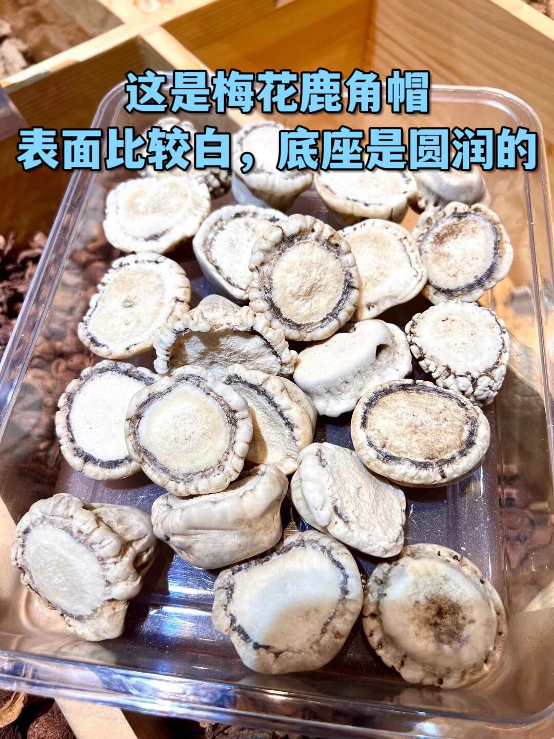 梅花鹿和马鹿角帽区别 图一图二是马鹿角帽,图三才是梅花鹿角帽,外观