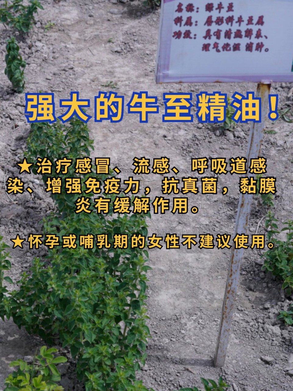 神奇的牛至精油! 牛至(oregano)origanum vulgare.